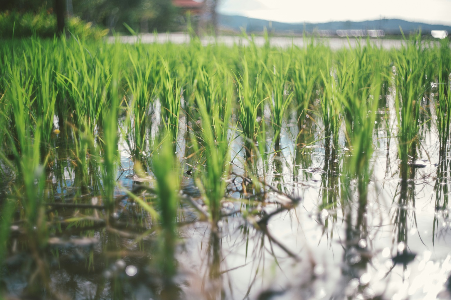rice-farm